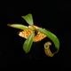 Nepenthes burbidgeae x veitchii���� Borneo Exotics / BE-3723 �ۡ�[ �ͥڥ�ƥ����С��ӥå������ߥӡ��� ]���� PN251201-09 ��