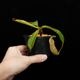Nepenthes burbidgeae x veitchii���� Borneo Exotics / BE-3723 �ۡ�[ �ͥڥ�ƥ����С��ӥå������ߥӡ��� ]���� PN251201-09 ��