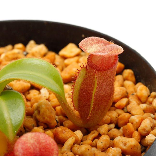 Nepenthes macrophylla / AW / Clone:T��[ �ͥڥ�ƥ����ޥ����ե��� ]���� PN230703-07 ��