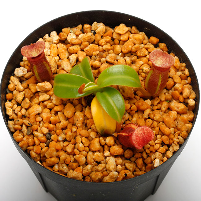 Nepenthes macrophylla / AW / Clone:T��[ �ͥڥ�ƥ����ޥ����ե��� ]���� PN230703-07 ��