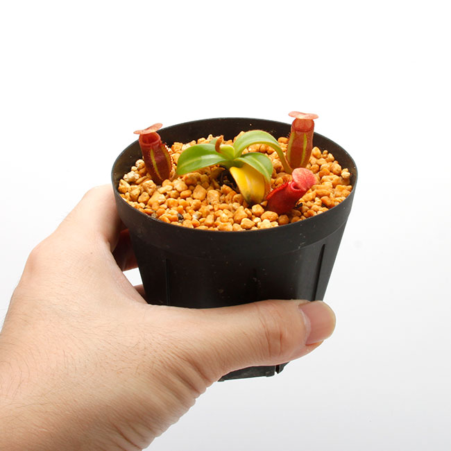 Nepenthes macrophylla / AW / Clone:T��[ �ͥڥ�ƥ����ޥ����ե��� ]���� PN230703-07 ��