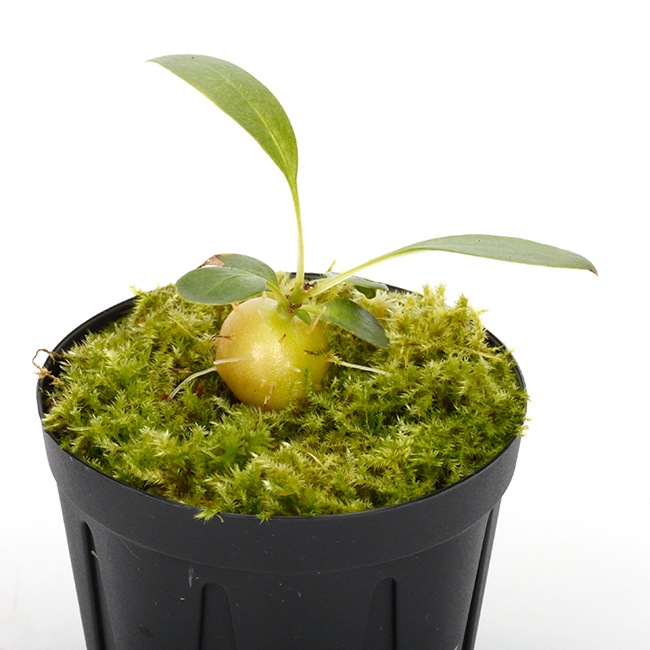 Anthorrhiza recurvispina (Rossel Island, PNG)��[ ����ȥ�ꥶ���쥯��ӥ��ԥ� ]�� PN240131-13 ��