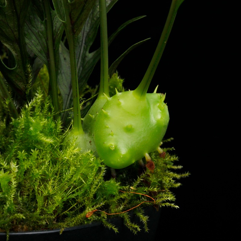 Lecanopteris darnaedii��[ �쥫�Υץƥꥹ�������ʥ��ǥ� ]���� PN251201-10 ��