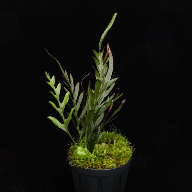 Lecanopteris darnaedii��[ �쥫�Υץƥꥹ�������ʥ��ǥ� ]���� PN251201-10 ��