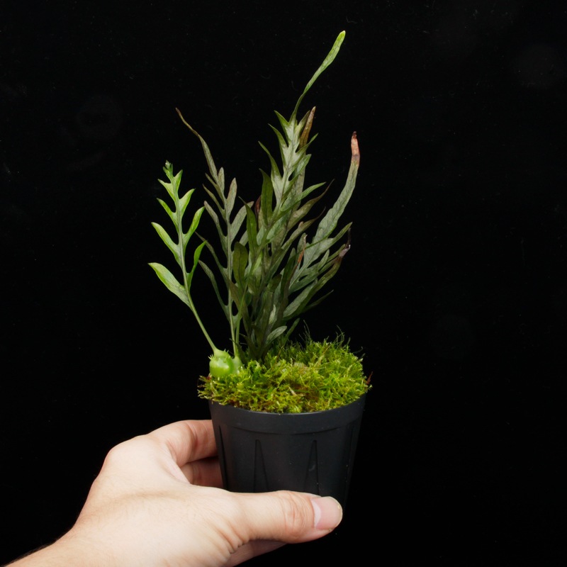 Lecanopteris darnaedii��[ �쥫�Υץƥꥹ�������ʥ��ǥ� ]���� PN251201-10 ��