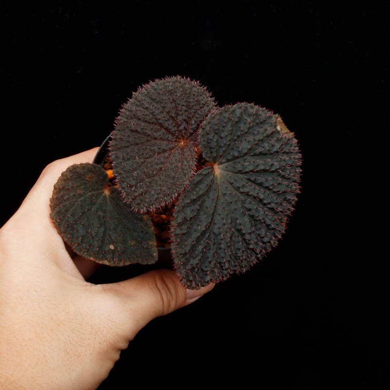 Begonia baik��[ �٥��˥����Х��� ]���� PN260805-01 ��