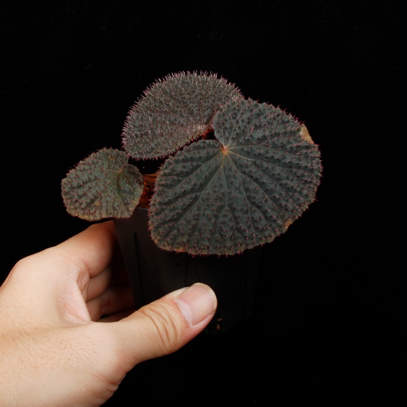 Begonia baik��[ �٥��˥����Х��� ]���� PN260805-01 ��
