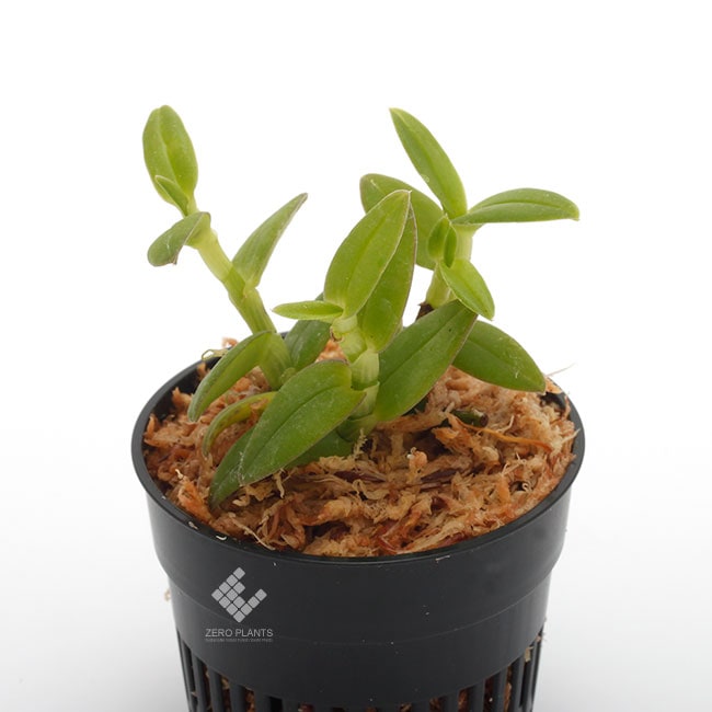 Epidendrum porpax [ エピデンドラム・ポーパックス ] 1ポット | 植物