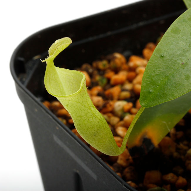 Nepenthes campanulata��[ �ͥڥ�ƥ�������ѥ˥�饿 ]���� PN211025-10 ��