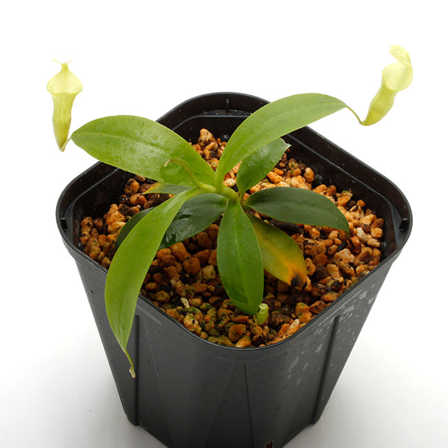 Nepenthes campanulata��[ �ͥڥ�ƥ�������ѥ˥�饿 ]���� PN211025-10 ��