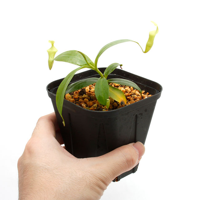 Nepenthes campanulata��[ �ͥڥ�ƥ�������ѥ˥�饿 ]���� PN211025-10 ��