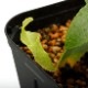 Nepenthes campanulata��[ �ͥڥ�ƥ�������ѥ˥�饿 ]���� PN211025-10 ��