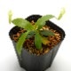 Nepenthes campanulata��[ �ͥڥ�ƥ�������ѥ˥�饿 ]���� PN211025-10 ��