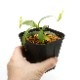 Nepenthes campanulata��[ �ͥڥ�ƥ�������ѥ˥�饿 ]���� PN211025-10 ��