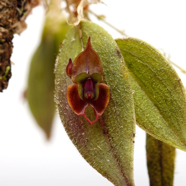 lepanthes gargoyla  レパンテスエクアドルパルダリウム大株 lepanthes gargoyla レパンテスエクアドルパルダリウム大株 lepanthes
