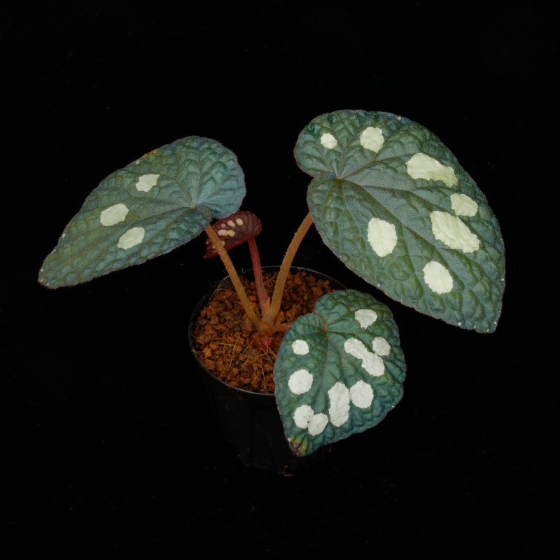 Begonia sp. " Tuyen Quang "��[ �٥��˥� sp. "�ȥ����󥯥���" ]���� PN250728-06 ��