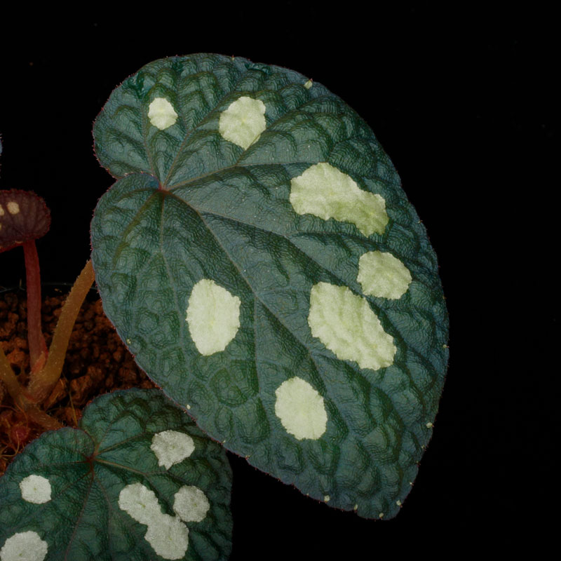 Begonia sp. " Tuyen Quang "��[ �٥��˥� sp. "�ȥ����󥯥���" ]���� PN250728-06 ��