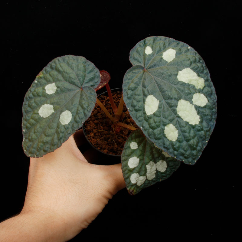 Begonia sp. " Tuyen Quang "��[ �٥��˥� sp. "�ȥ����󥯥���" ]���� PN250728-06 ��