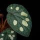 Begonia sp. " Tuyen Quang "��[ �٥��˥� sp. "�ȥ����󥯥���" ]���� PN250728-06 ��