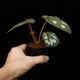 Begonia sp. " Tuyen Quang "��[ �٥��˥� sp. "�ȥ����󥯥���" ]���� PN250728-06 ��