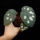 Begonia sp. " Tuyen Quang "��[ �٥��˥� sp. "�ȥ����󥯥���" ]���� PN250728-06 ��