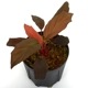Homalomena sp.  " Gunung Chamah " [ TK250316 ] PN2400723-02 