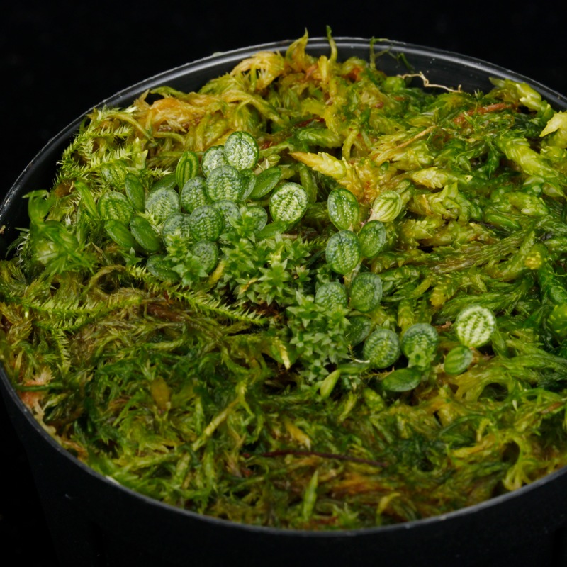 Specklinia dressleri (syn. Pleurothallis dressleri)��[ ���ڥå���˥����ɥ�å���� ]���� PN251201-12 ��