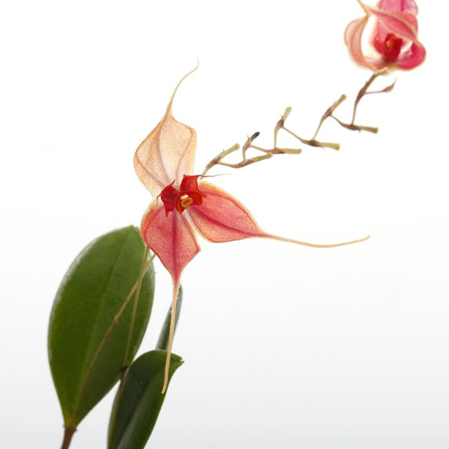 小型原種蘭 レパンテス 着生植物 lepanthes myiophora 花芽 Lepanthes matamorosii [ レパンテス・マタモロシー ] 【 PN200306-09