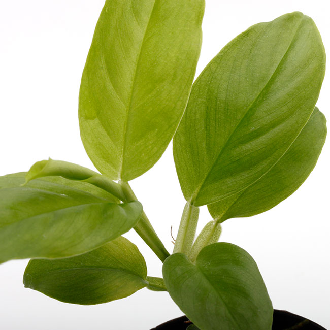 Philodendron aff. aurantiifolium[ եǥɥ aff. ƥեꥦ ]1ݥå