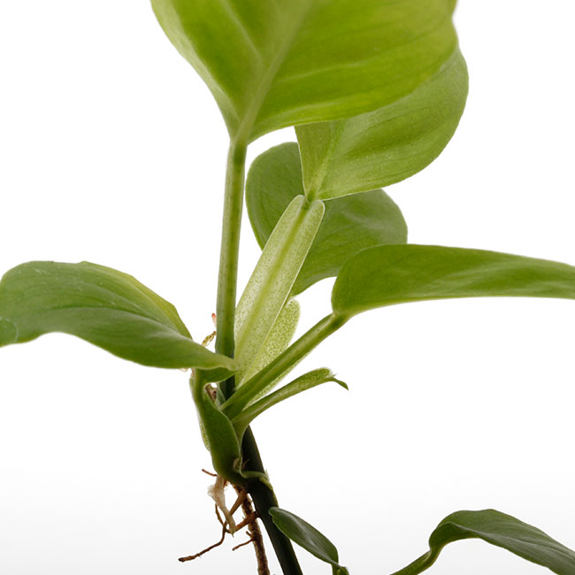 Philodendron aff. aurantiifolium[ եǥɥ aff. ƥեꥦ ]1ݥå