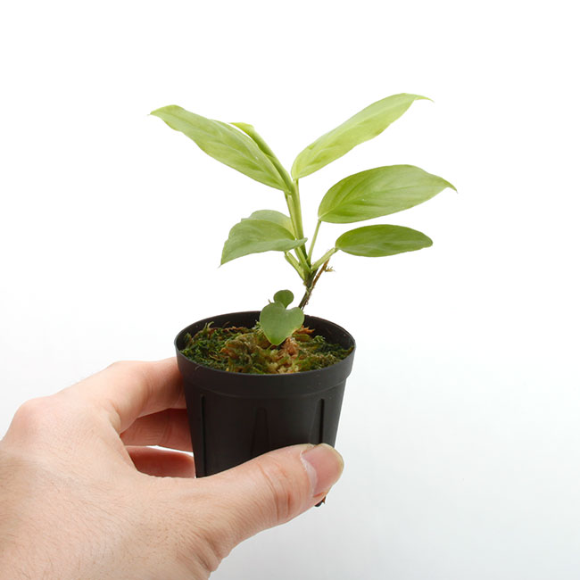 Philodendron aff. aurantiifolium[ եǥɥ aff. ƥեꥦ ]1ݥå