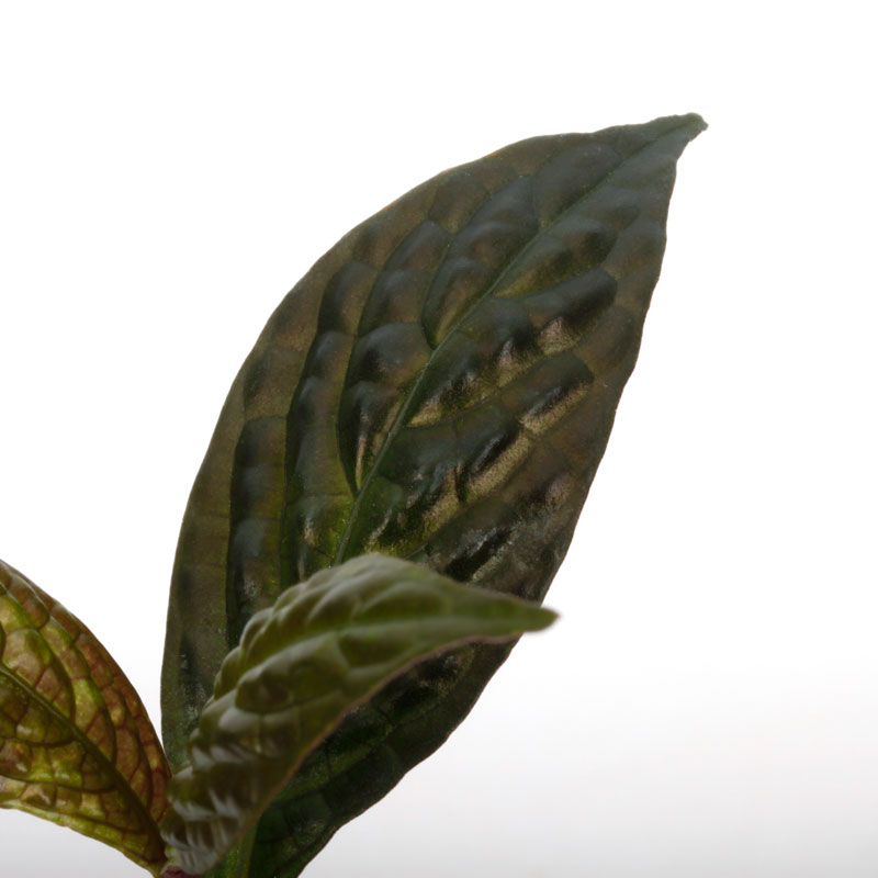 Acranthera sp. " Kapuas Hulu "[ 󥻥 sp. ]  PN241116-09 