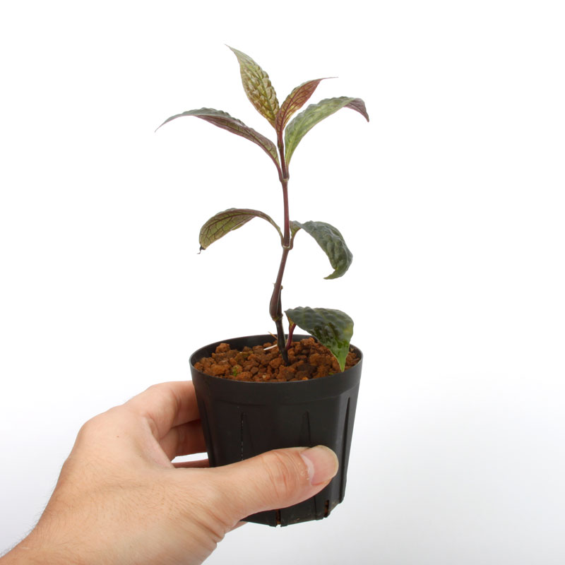 Acranthera sp. " Kapuas Hulu "[ 󥻥 sp. ]  PN241116-09 