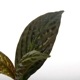 Acranthera sp. " Kapuas Hulu "[ 󥻥 sp. ]  PN241116-09 