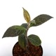 Acranthera sp. " Kapuas Hulu "[ 󥻥 sp. ]  PN241116-09 