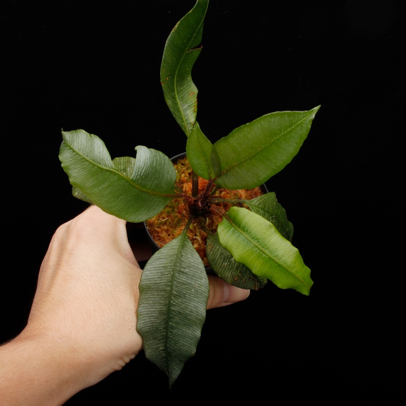 Danaea sp. " Silver, Ecuador "��[ ���ʥ��� sp. " ����С����������ɥ뻺 " ]���� PN250925-07 ��