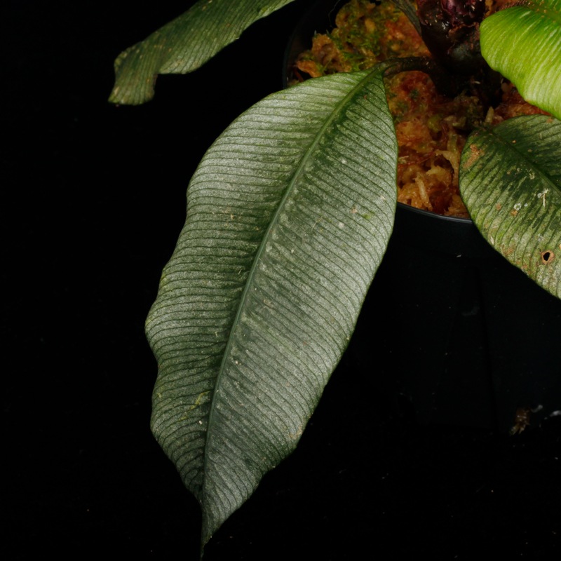 Danaea sp. " Silver, Ecuador "��[ ���ʥ��� sp. " ����С����������ɥ뻺 " ]���� PN250925-07 ��