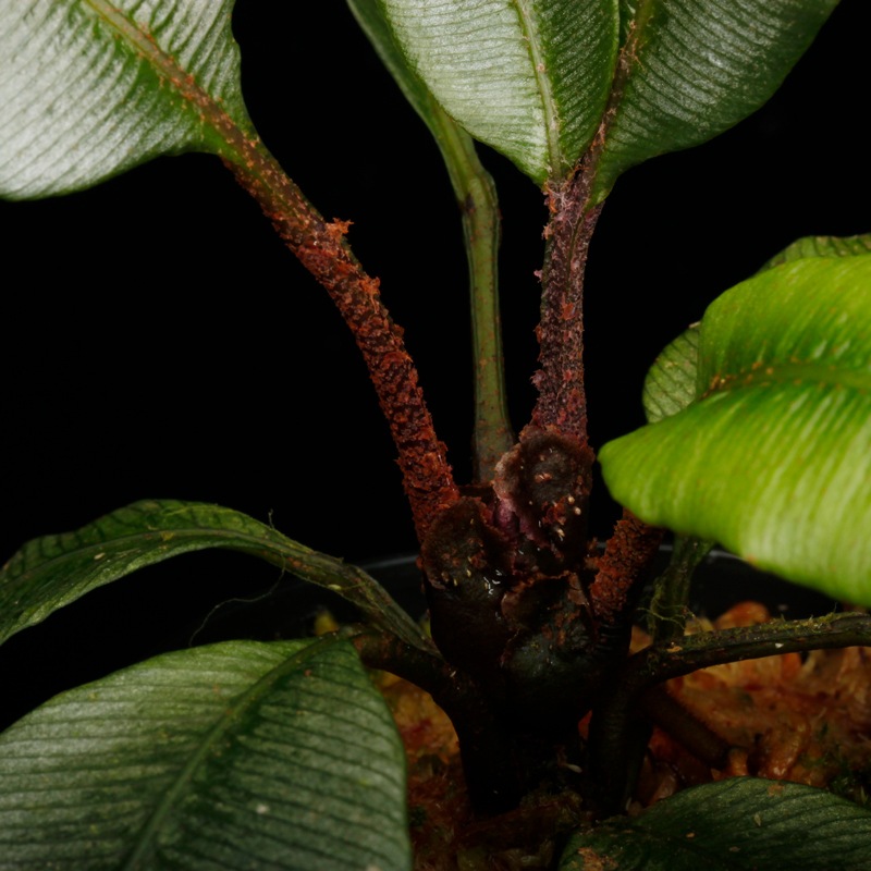 Danaea sp. " Silver, Ecuador "��[ ���ʥ��� sp. " ����С����������ɥ뻺 " ]���� PN250925-07 ��