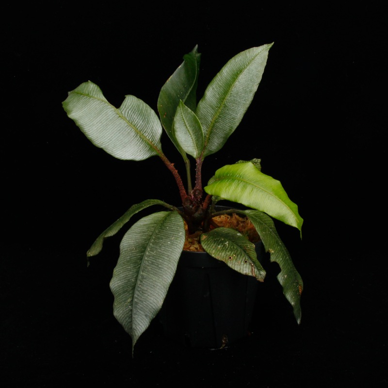 Danaea sp. " Silver, Ecuador "��[ ���ʥ��� sp. " ����С����������ɥ뻺 " ]���� PN250925-07 ��