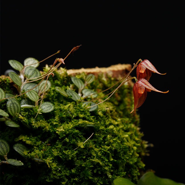 Specklinia dressleri (syn. Pleurothallis dressleri)��[ ���ڥå���˥����ɥ�å���� ]���� PN251201-13 ��