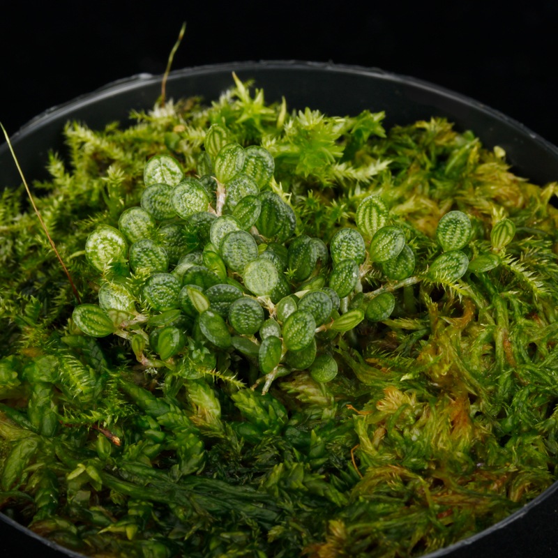 Specklinia dressleri (syn. Pleurothallis dressleri)��[ ���ڥå���˥����ɥ�å���� ]���� PN251201-13 ��