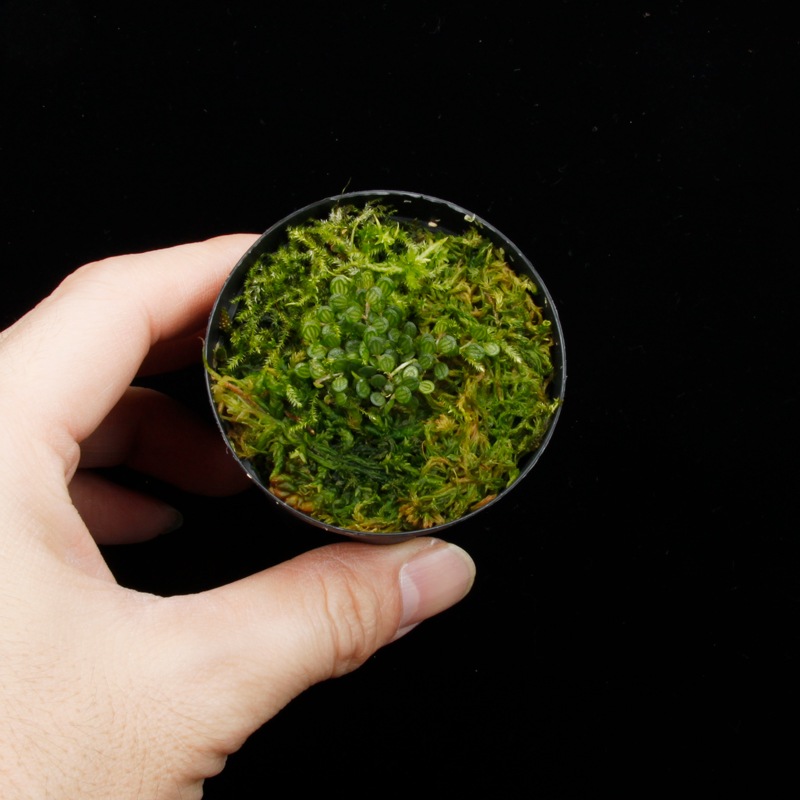 Specklinia dressleri (syn. Pleurothallis dressleri)��[ ���ڥå���˥����ɥ�å���� ]���� PN251201-13 ��