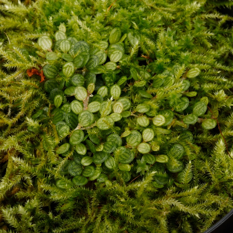 Specklinia dressleri (syn. Pleurothallis dressleri)��[ ���ڥå���˥����ɥ�å���� / ��� ]���� PN260728-02 ��