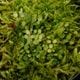 Specklinia dressleri (syn. Pleurothallis dressleri)��[ ���ڥå���˥����ɥ�å���� / ��� ]���� PN260728-02 ��