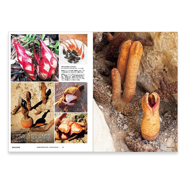 BIZARRE EDIBLE PLANTS -Unknown Delicacies- / JOSEPH SIMCOX, IRINA STOENESCU, YU ONOCHI