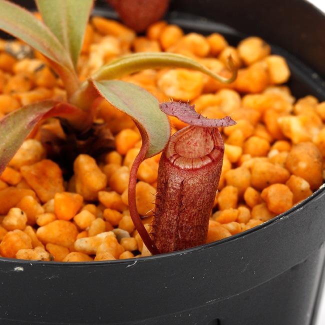 Nepenthes attenboroughii (Mt. Victoria, Palawan) AW / Clone: 515