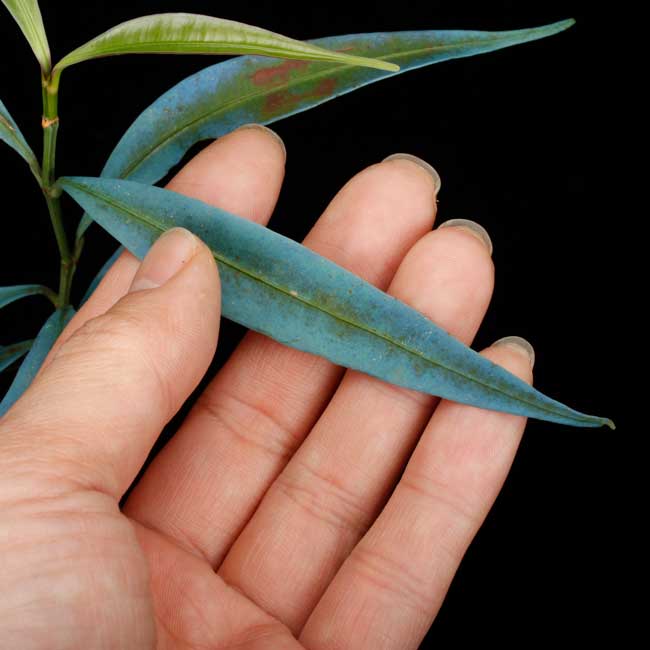 Unknown sp. from Borneo " Blue leaves "[  ] PN251008-10 