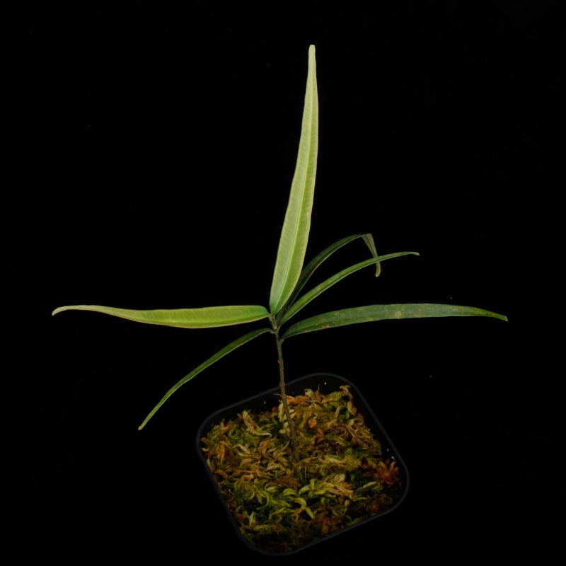 Unknown sp. from Borneo " Blue leaves "[  ] PN251008-10 