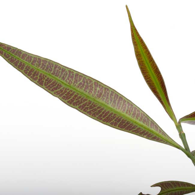 Unknown sp. from Borneo " Blue leaves "[  ] PN251008-10 