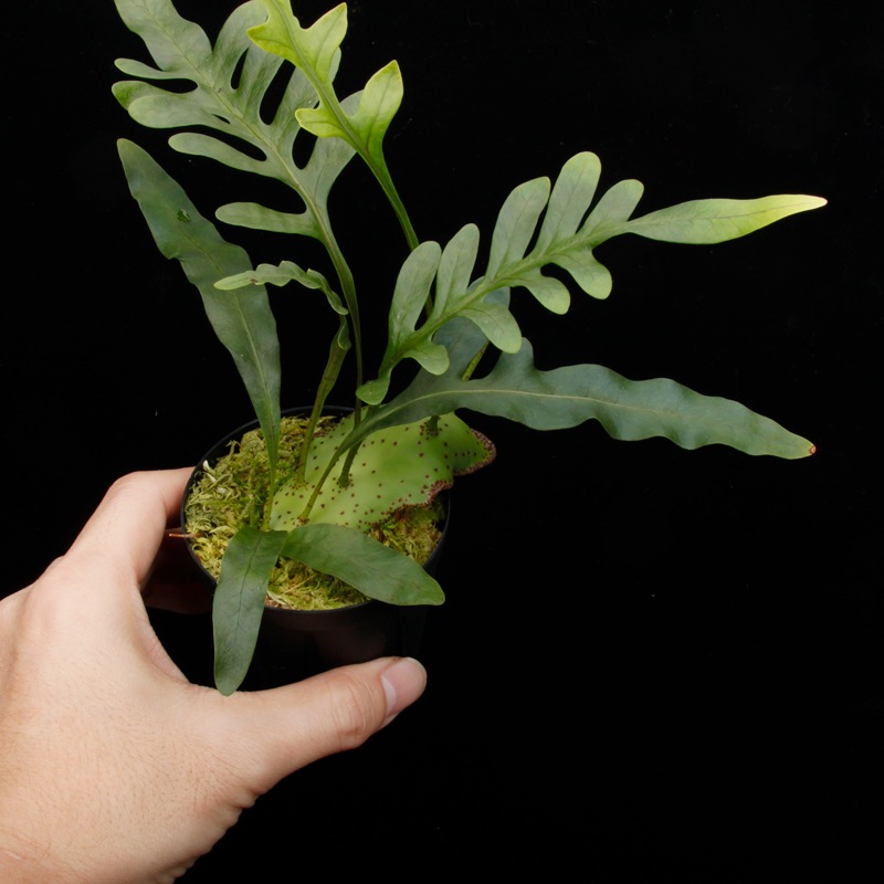 Lecanopteris mirabilis��[ �쥫�Υץƥꥹ���ߥ�ӥꥹ ]���� PN250905-02 ��